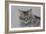 Pennsylvania Cat, 2009-Anthony Butera-Framed Giclee Print