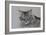 Pennsylvania Cat, 2009-Anthony Butera-Framed Giclee Print