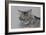 Pennsylvania Cat, 2009-Anthony Butera-Framed Giclee Print