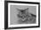 Pennsylvania Cat, 2009-Anthony Butera-Framed Giclee Print