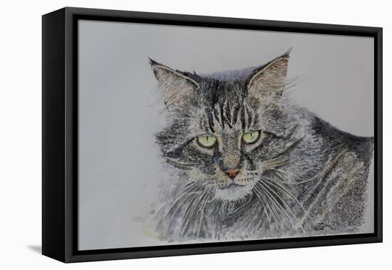 Pennsylvania Cat, 2009-Anthony Butera-Framed Premier Image Canvas