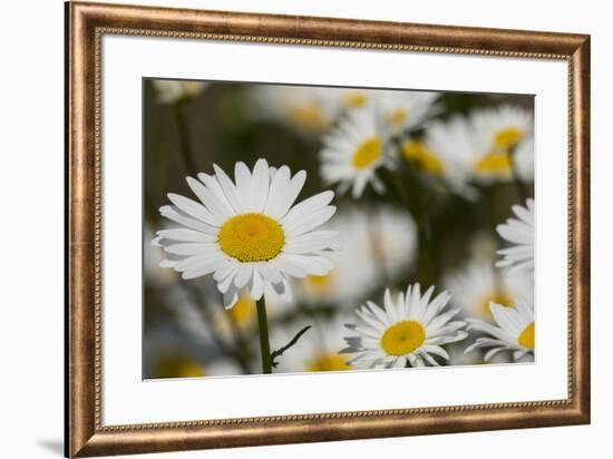 Pennsylvania. Field of daises.-Cindy Miller Hopkins-Framed Photographic Print