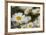 Pennsylvania. Field of daises.-Cindy Miller Hopkins-Framed Photographic Print