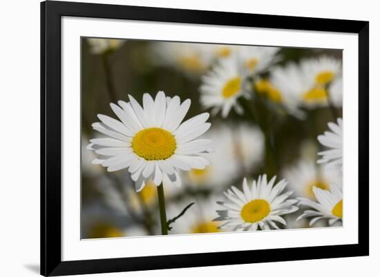 Pennsylvania. Field of daises.-Cindy Miller Hopkins-Framed Photographic Print