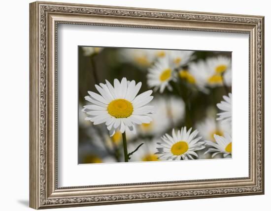 Pennsylvania. Field of daises.-Cindy Miller Hopkins-Framed Photographic Print