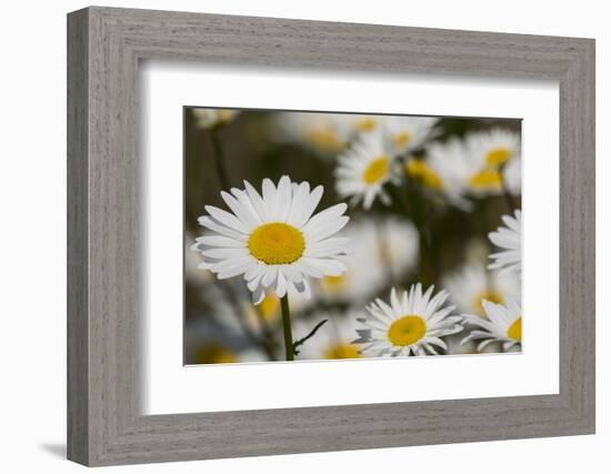 Pennsylvania. Field of daises.-Cindy Miller Hopkins-Framed Photographic Print