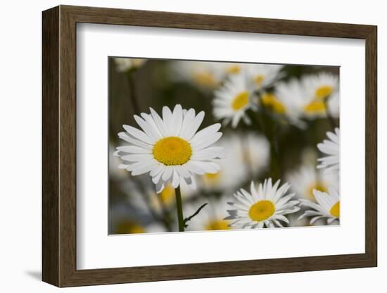 Pennsylvania. Field of daises.-Cindy Miller Hopkins-Framed Photographic Print