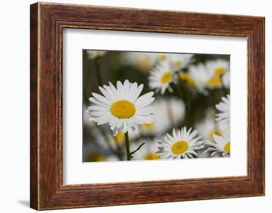 Pennsylvania. Field of daises.-Cindy Miller Hopkins-Framed Photographic Print