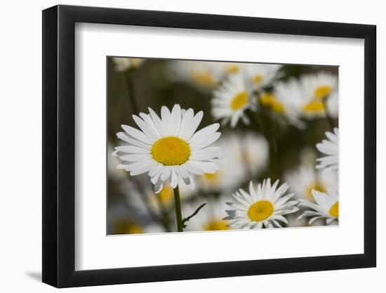 Pennsylvania. Field of daises.-Cindy Miller Hopkins-Framed Photographic Print