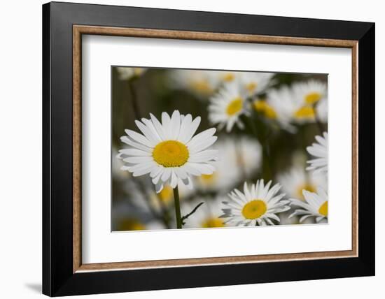 Pennsylvania. Field of daises.-Cindy Miller Hopkins-Framed Photographic Print