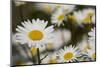 Pennsylvania. Field of daises.-Cindy Miller Hopkins-Mounted Photographic Print