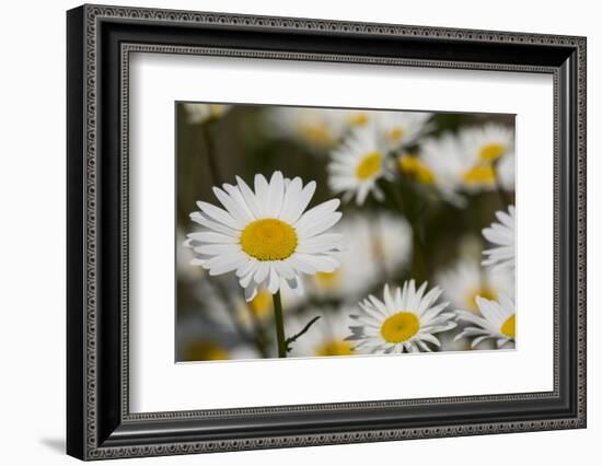 Pennsylvania. Field of daises.-Cindy Miller Hopkins-Framed Photographic Print