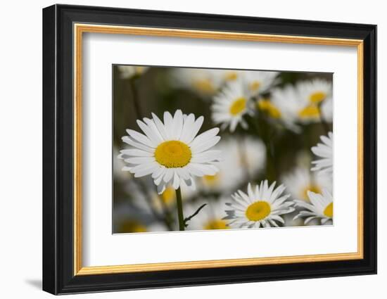 Pennsylvania. Field of daises.-Cindy Miller Hopkins-Framed Photographic Print