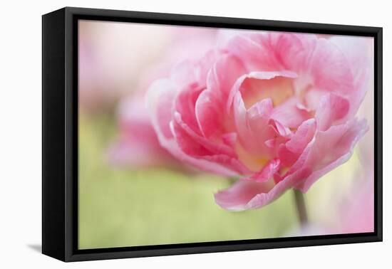 Pennsylvania. Pink Double Tulip Flower-Jaynes Gallery-Framed Premier Image Canvas