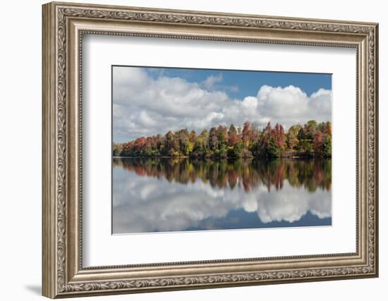 Pennsylvania, Ricketts Glen State Park. Clouds and Colorful Fall Foliage Reflected in a Lake-Judith Zimmerman-Framed Photographic Print