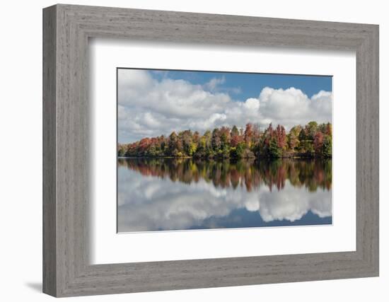 Pennsylvania, Ricketts Glen State Park. Clouds and Colorful Fall Foliage Reflected in a Lake-Judith Zimmerman-Framed Photographic Print