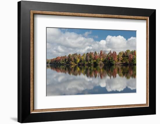 Pennsylvania, Ricketts Glen State Park. Clouds and Colorful Fall Foliage Reflected in a Lake-Judith Zimmerman-Framed Photographic Print