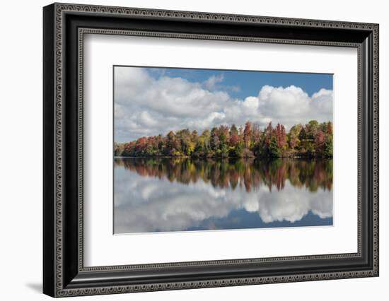 Pennsylvania, Ricketts Glen State Park. Clouds and Colorful Fall Foliage Reflected in a Lake-Judith Zimmerman-Framed Photographic Print