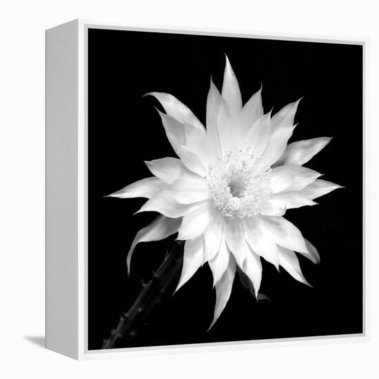 Penocereus Greggii BW-Douglas Taylor-Framed Premier Image Canvas