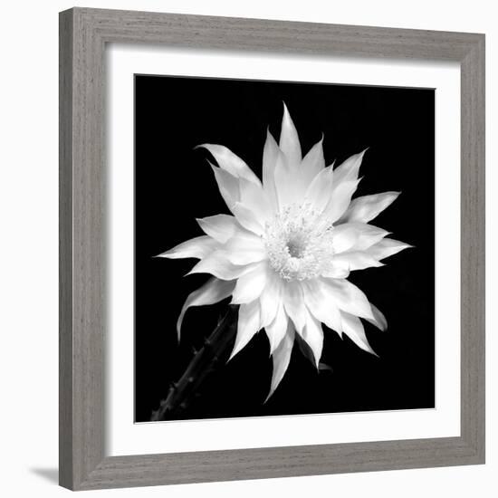 Penocereus Greggii BW-Douglas Taylor-Framed Photographic Print