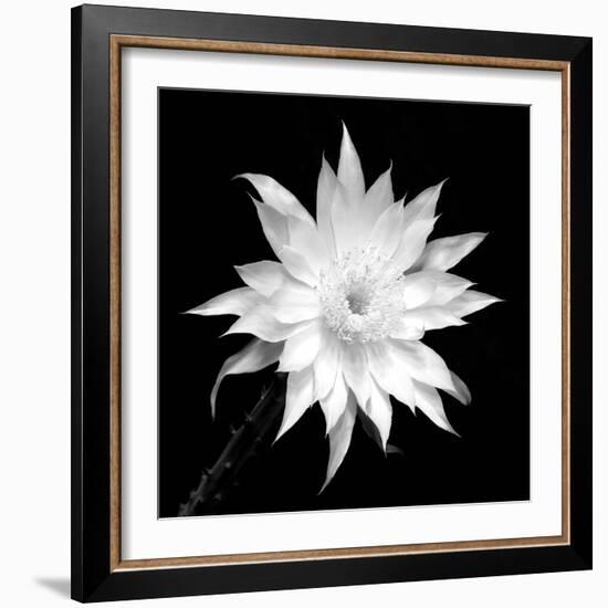 Penocereus Greggii BW-Douglas Taylor-Framed Photographic Print