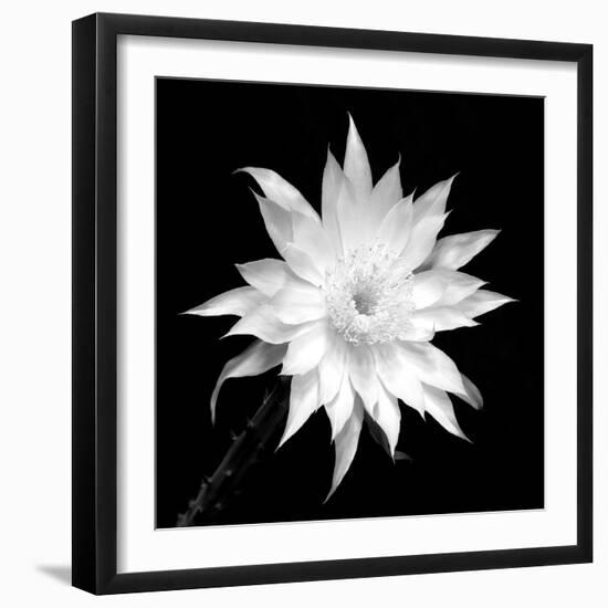 Penocereus Greggii BW-Douglas Taylor-Framed Photographic Print