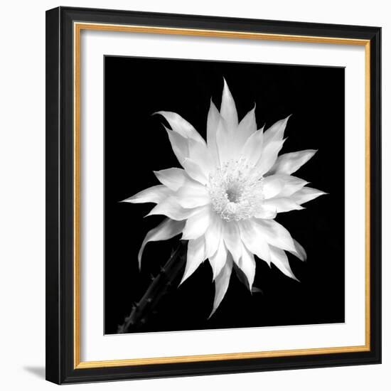 Penocereus Greggii BW-Douglas Taylor-Framed Photographic Print