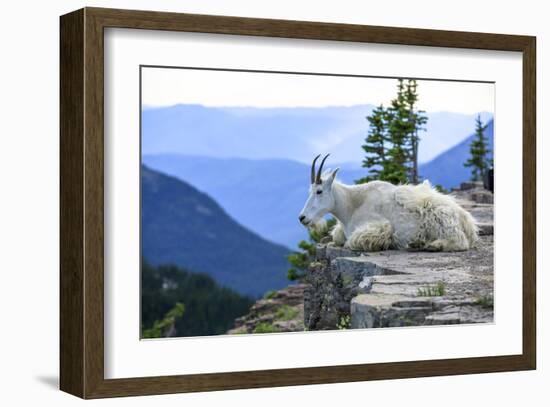 Pensive Mountain Goat, Glacier National Park, Montana-Jason Savage-Framed Giclee Print