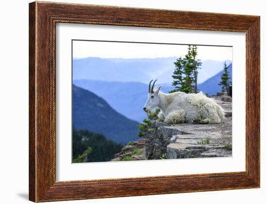 Pensive Mountain Goat, Glacier National Park, Montana-Jason Savage-Framed Giclee Print