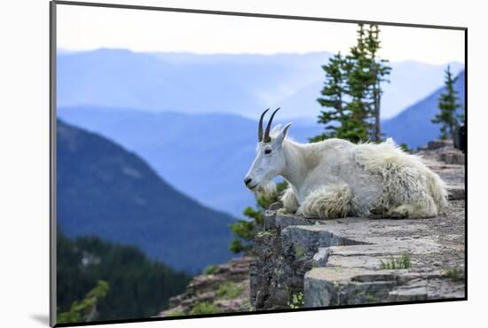 Pensive Mountain Goat, Glacier National Park, Montana-Jason Savage-Mounted Giclee Print