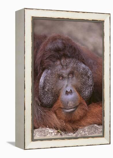 Pensive Orangutan-DLILLC-Framed Premier Image Canvas