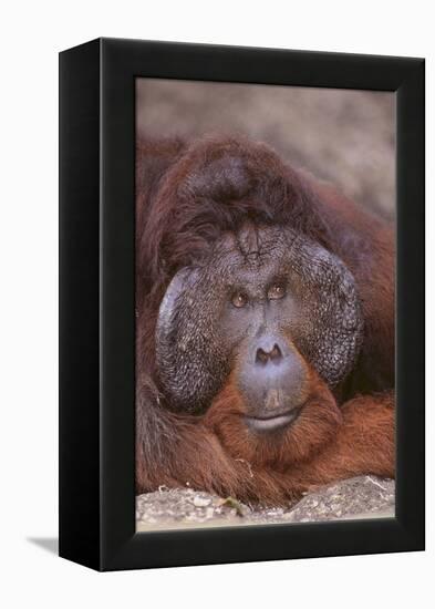 Pensive Orangutan-DLILLC-Framed Premier Image Canvas