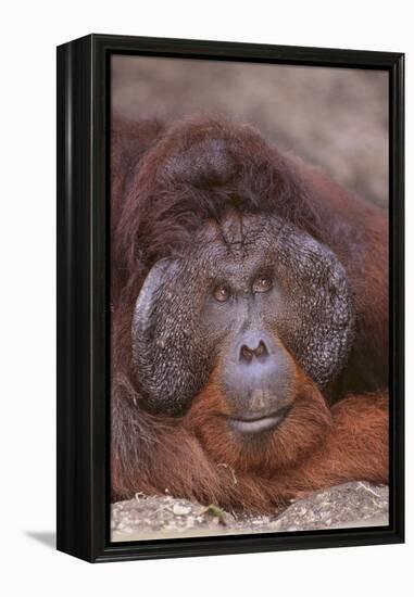 Pensive Orangutan-DLILLC-Framed Premier Image Canvas