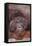 Pensive Orangutan-DLILLC-Framed Premier Image Canvas
