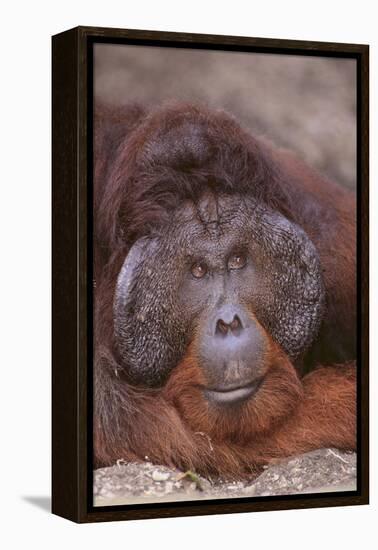 Pensive Orangutan-DLILLC-Framed Premier Image Canvas