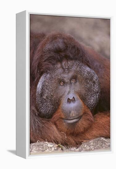 Pensive Orangutan-DLILLC-Framed Premier Image Canvas