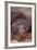 Pensive Orangutan-DLILLC-Framed Photographic Print