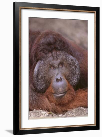 Pensive Orangutan-DLILLC-Framed Photographic Print