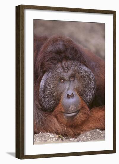 Pensive Orangutan-DLILLC-Framed Photographic Print