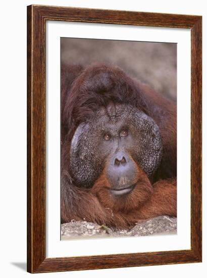 Pensive Orangutan-DLILLC-Framed Photographic Print