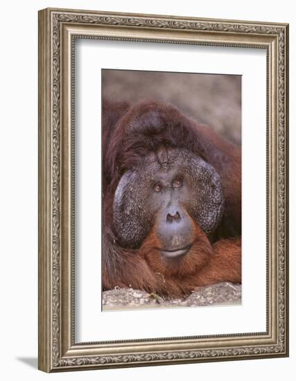 Pensive Orangutan-DLILLC-Framed Photographic Print