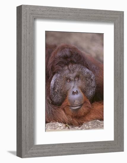 Pensive Orangutan-DLILLC-Framed Photographic Print