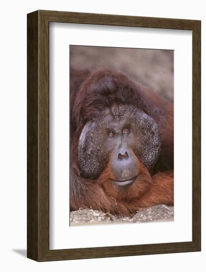 Pensive Orangutan-DLILLC-Framed Photographic Print