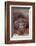 Pensive Orangutan-DLILLC-Framed Photographic Print