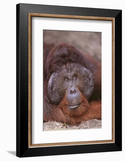 Pensive Orangutan-DLILLC-Framed Photographic Print