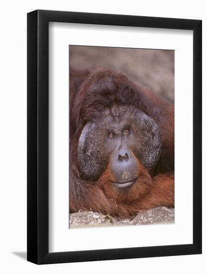 Pensive Orangutan-DLILLC-Framed Photographic Print