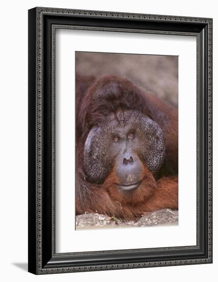 Pensive Orangutan-DLILLC-Framed Photographic Print