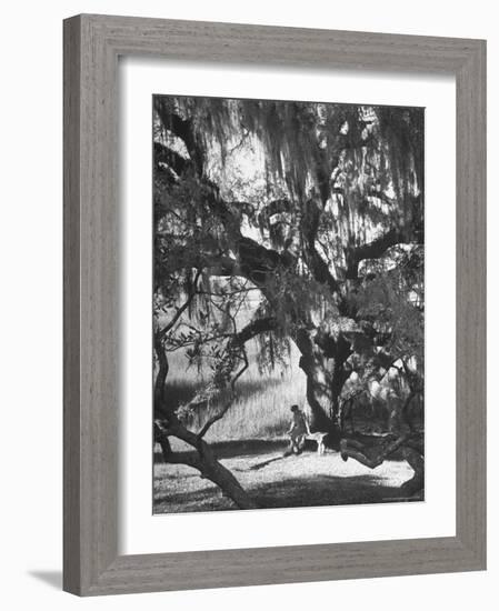 Pensive Portrait of Writer Josephine Pinckney Sitting Beneath Oak Tree Covered with Spanish Moss-Alfred Eisenstaedt-Framed Photographic Print