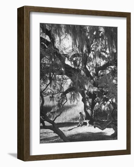 Pensive Portrait of Writer Josephine Pinckney Sitting Beneath Oak Tree Covered with Spanish Moss-Alfred Eisenstaedt-Framed Photographic Print
