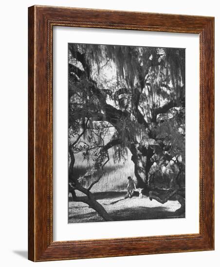 Pensive Portrait of Writer Josephine Pinckney Sitting Beneath Oak Tree Covered with Spanish Moss-Alfred Eisenstaedt-Framed Photographic Print